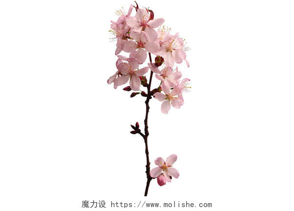 樱花枝条在白色的背景上摄影图传统二十四节气24节气春分